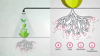 Foliar Feeding  Highly Effective Plant Nutrition [upl. by Arratahs]