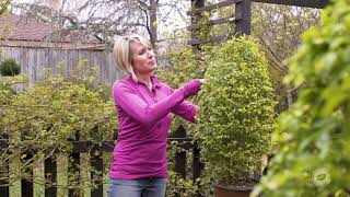 How to Topiary Sunshine Ligustrum  Southern Living Plant Collection X Linda Vater [upl. by Kylah]