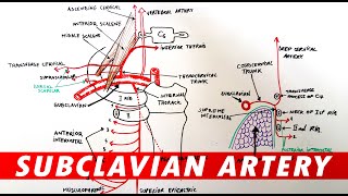 Anatomy  Subclavian artery branches [upl. by Ikkiv358]