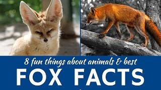 Foxes 8 Interesting Facts about Wild and Domestic Animals [upl. by Nirtiak]