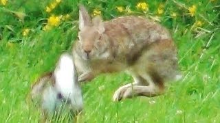 2 Rabbits Running Jumping and Playing Around [upl. by Andrews867]