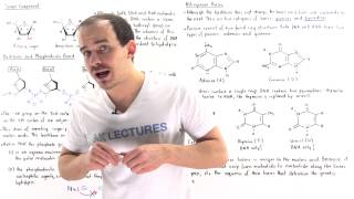 Composition of Nucleic Acids [upl. by Adnilreh]