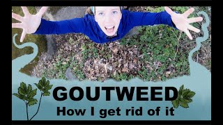 Goutweed How I remove it PART 1 [upl. by Hedveh]