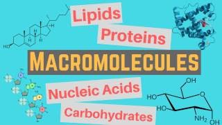 Macromolecules  Classes and Functions [upl. by Dustman]