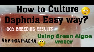 Daphnia MagnaHow to Culture Daphnia Easy wayCulturing Daphnia using Green water Daphnia [upl. by Sabir]