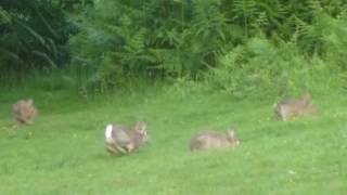 Wild rabbits playing in the dusk [upl. by Bagger]