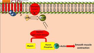 Salbutamol Ventolin Mechanism of Action [upl. by Niu]