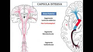 Cerebro configuracion interna [upl. by Ehcsrop]