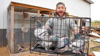 Trapping Pigeons So I Can Sell Them My New Pigeon Farm [upl. by Ahsihat745]