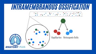 Intramembranous Ossification [upl. by Nodanrb589]