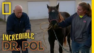 Dr Pol Unplugs Storm  The Incredible Dr Pol [upl. by Tshombe]