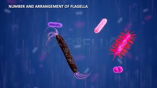 Prokaryotic Cell Flagella amp Fimbriae [upl. by Avot]