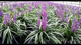 Best Perennials  Liriope Purple Explosion Lily Turf The BEST variety we grow [upl. by Aknaib]