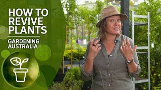 How to revive plants and restore them to good health [upl. by Ardnohs]