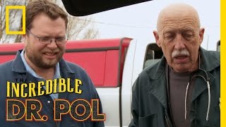 Fawn’s Feeble Calves  The Incredible Dr Pol [upl. by Enneles426]