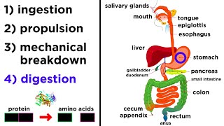 The Digestive System [upl. by Niattirb]