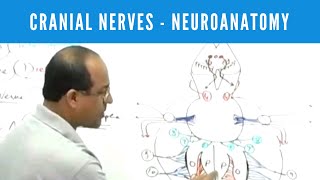 Cranial Nerves  Neuroanatomy [upl. by Ianahs243]