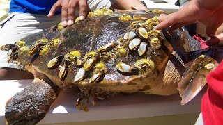 Why are Barnacles harmful to turtles [upl. by Clymer]