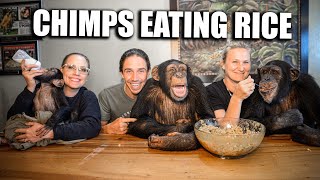 Chimpanzees Eating HOMEMADE Rice  Myrtle Beach Safari [upl. by Forland]