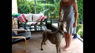 Weimaraner Helios doing tricks [upl. by Elleira]