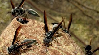 Warrior wasp nest Synoeca septentrionalis [upl. by Huei]