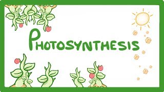 GCSE Biology  Photosynthesis 48 [upl. by Ihcur]