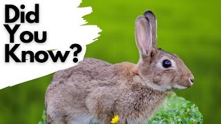 Things you need to know about RABBITS [upl. by Harriett]