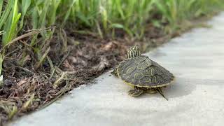 Tiny Turtle running [upl. by Susejedairam641]