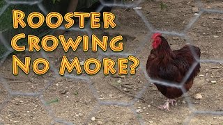 Rooster Crowing No More [upl. by Assenad]