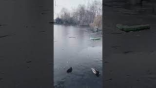 Frozen lake in Dusseldorf [upl. by Friday]