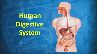 Human Digestive System [upl. by Nylednarb130]