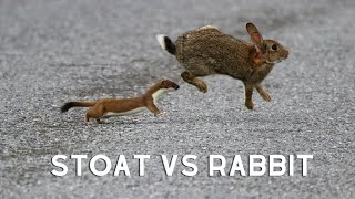 Stoat VS Rabbit [upl. by Latsirc639]