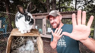 5 Mistakes to Avoid When Raising Rabbits [upl. by Holmann748]