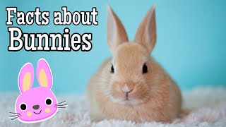 Facts about Bunnies for Kids [upl. by Liva]