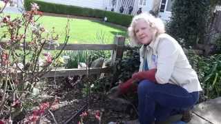 How to Prune a Hybrid Tea Rose [upl. by Reinnej766]