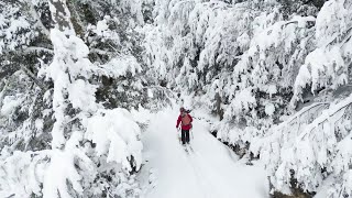 Craigieburn Valley quotNZ Tree Skiingquot August 2022 [upl. by Lirva]