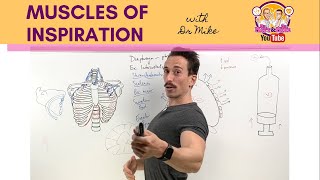 Muscles of Breathing  InspirationInhalation [upl. by Magnuson]