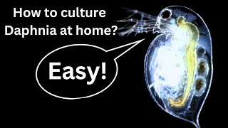 BEST Live Fish Food Beginner guide How to Culture Daphnia at home [upl. by Ron32]