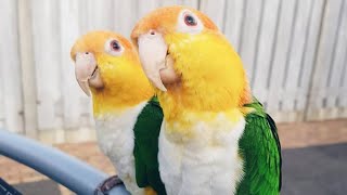 White Bellied Caique Dancing  White Bellied Parrot Talking [upl. by Oramlub184]