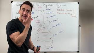 Overview of the Digestive System [upl. by Valery349]