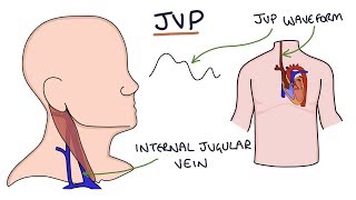 Understanding Jugular Venous Pressure JVP [upl. by Ynnohj909]