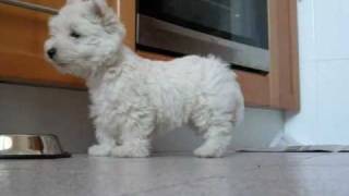 Westie puppy Lupi amp Blacky [upl. by Roanna]