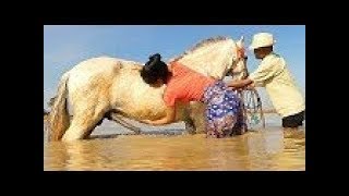 How training basic horse care for beginners  Learning about horse for beginners [upl. by Dwight]