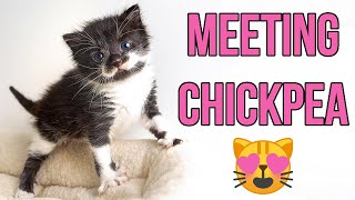 Meeting my Adorable New Foster Kitten Chickpea [upl. by Klingel]