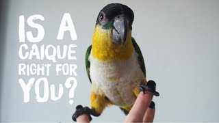 Is a Caique Parrot Right for you Review [upl. by Aneetsirhc]