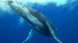 Humpback whales of the South West Pacific in 4K [upl. by Galina]