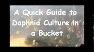 How to culture daphnia outside [upl. by Tenej201]