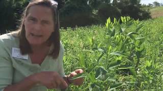 Confusing plant lookalikes Milkweed and Dogbane [upl. by Yduj912]