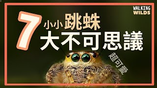 有多會跳 有自備安全繩索 跳蛛蠅虎 7 Things about Jumping Spider [upl. by Nanam688]