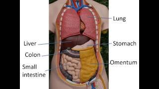 Gastrointestinal anatomy and physiology Part 1 [upl. by Rogerio60]